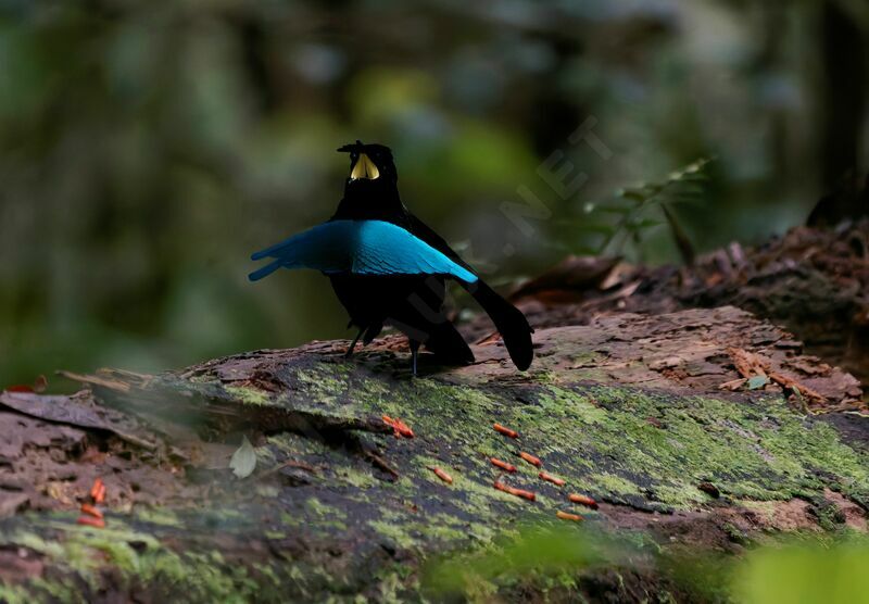 Crescent-caped Lophorina male adult breeding, courting display