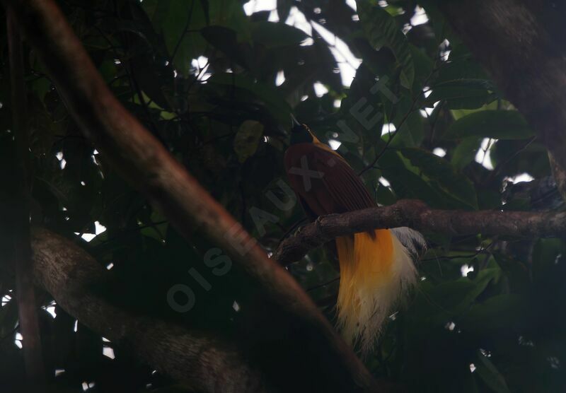 Lesser Bird-of-paradise male adult breeding, courting display