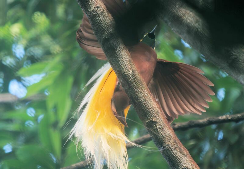 Lesser Bird-of-paradise male adult breeding, courting display