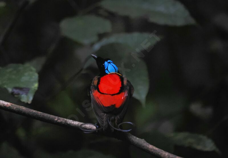 Wilson's Bird-of-paradise male adult breeding, courting display