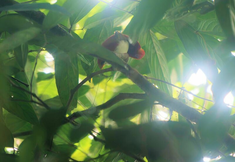 King Bird-of-paradise male adult breeding