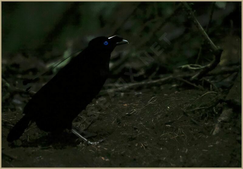 Western Parotia male adult, courting display