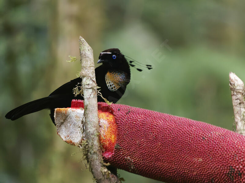 Western Parotia male adult breeding