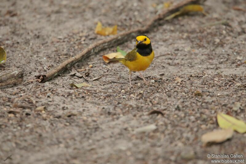 Hooded Warbler male adult breeding