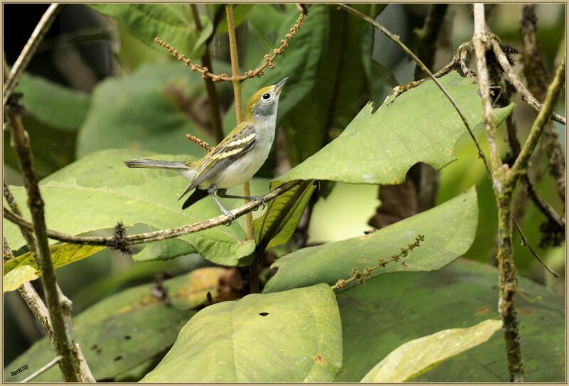 Chestnut-sided Warbler male adult