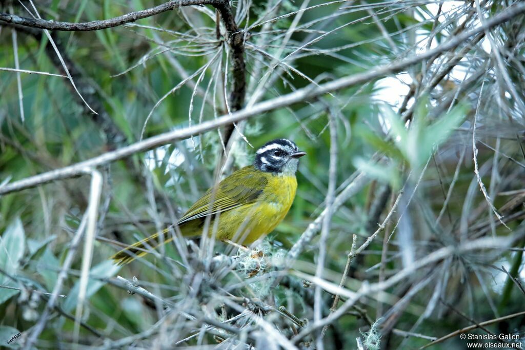 Paruline de Santa Marta
