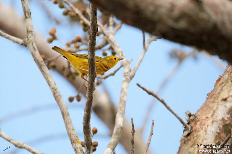 Mangrove Warbler male adult breeding