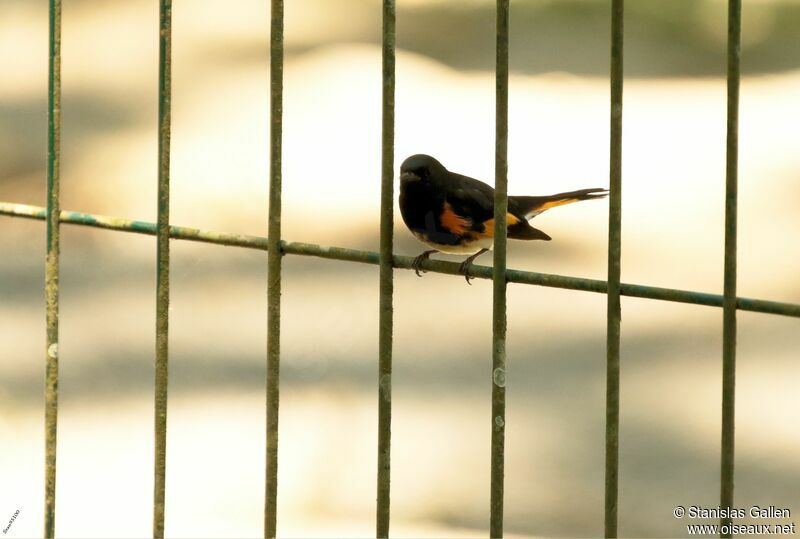 American Redstart male adult breeding