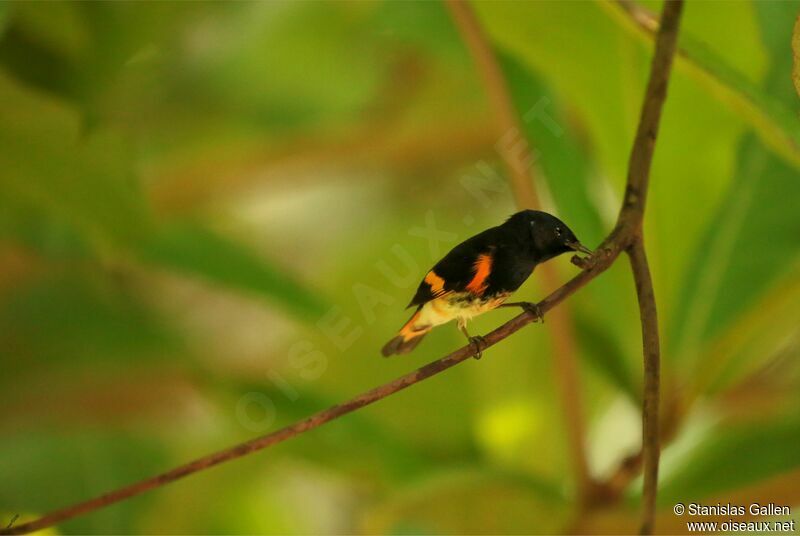 American Redstart male adult breeding