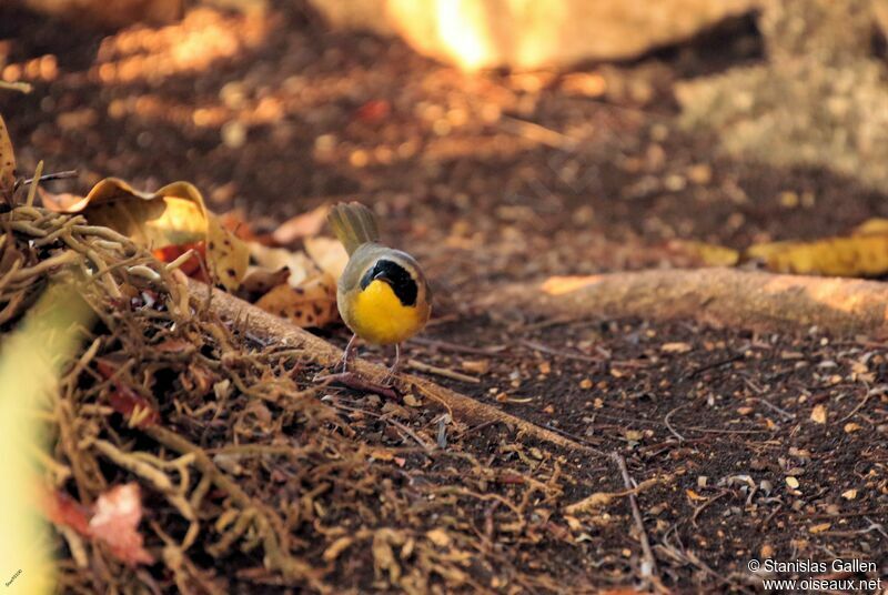 Common Yellowthroat male adult breeding, close-up portrait, walking