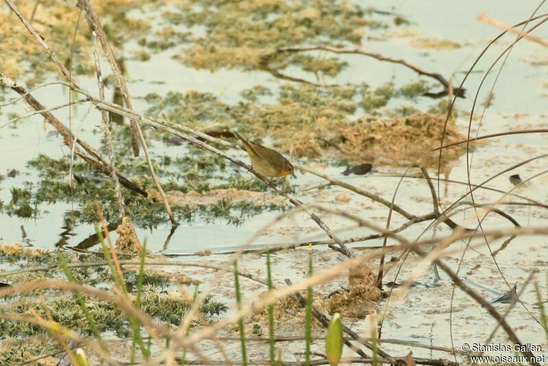 Common Yellowthroat female adult breeding