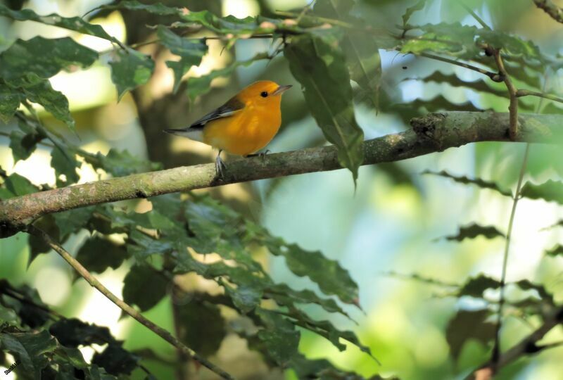 Prothonotary Warbler male adult breeding, close-up portrait