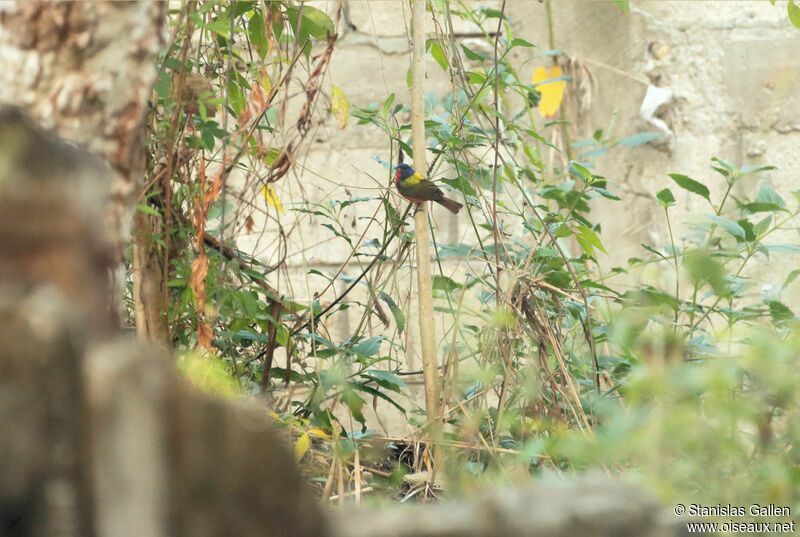 Passerin nonpareil mâle adulte nuptial