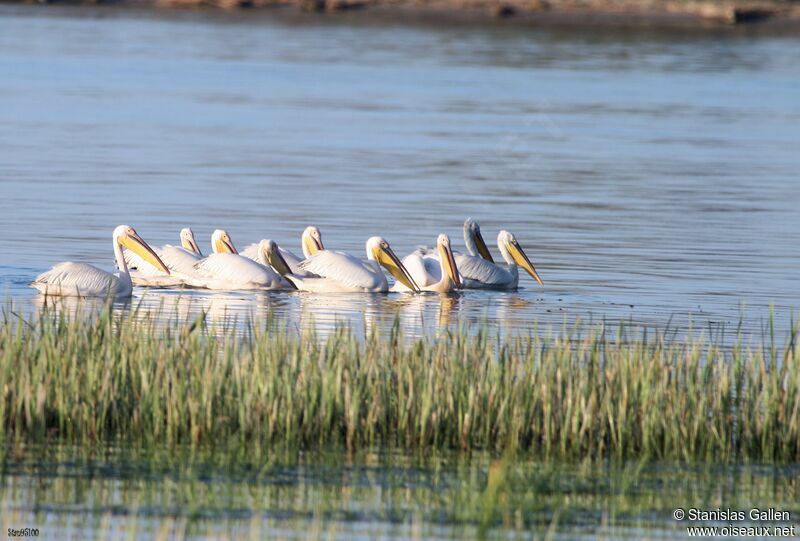 Great White Pelicanadult breeding, swimming