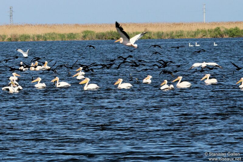 Great White Pelicanadult post breeding, eats