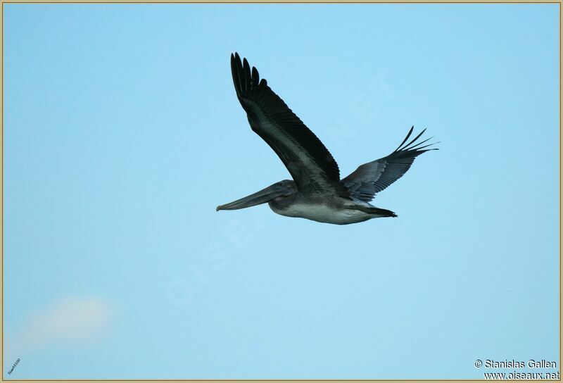 Brown Pelican