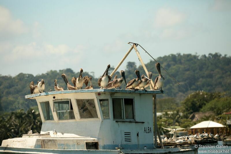 Brown Pelican