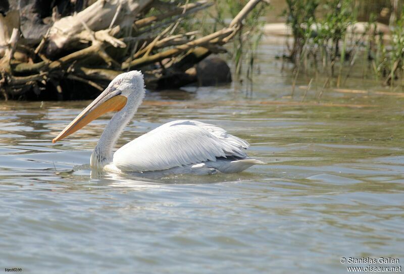 Dalmatian Pelicanadult breeding