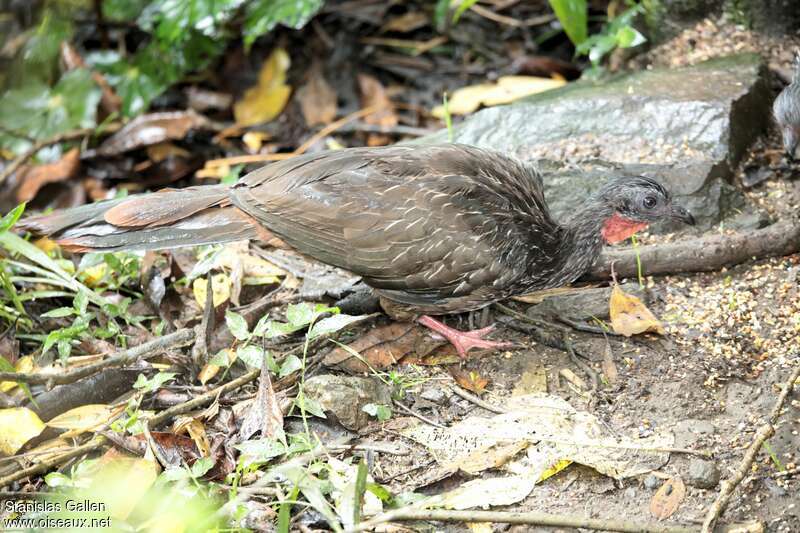 Band-tailed Guanadult, eats