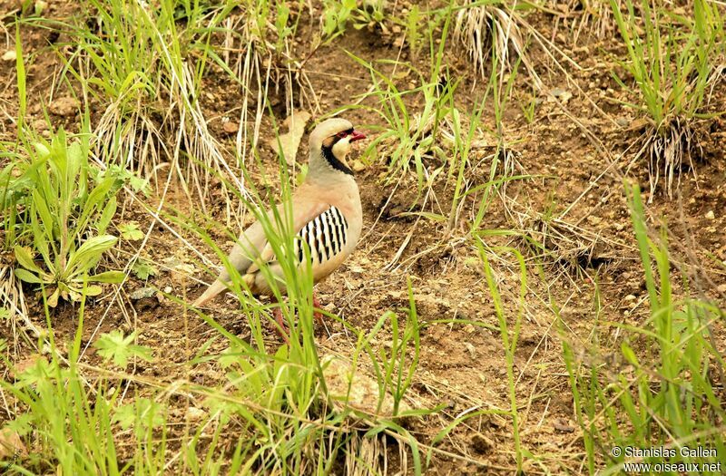 Chukar Partridgeadult breeding