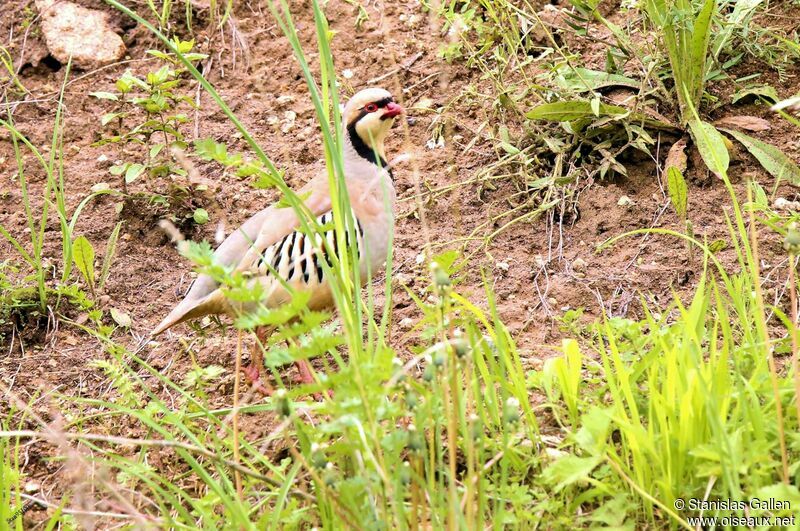 Chukar Partridgeadult breeding