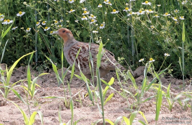 Grey Partridge female adult