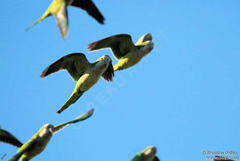 Monk Parakeetadult transition