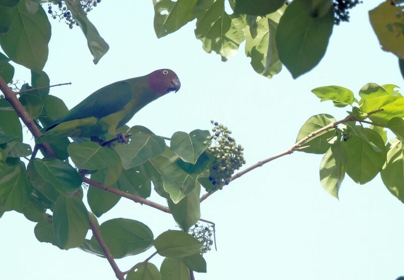 Red-cheeked Parrot female adult breeding, eats