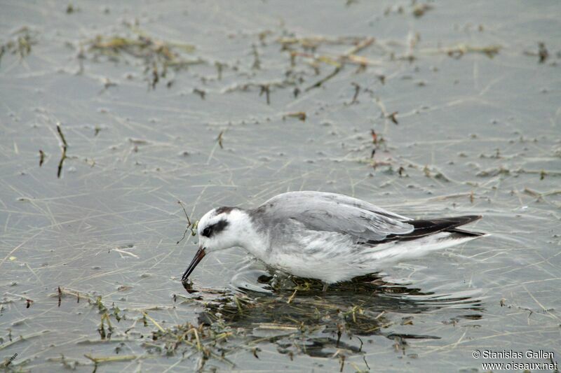 Phalarope à bec largeadulte transition, mange