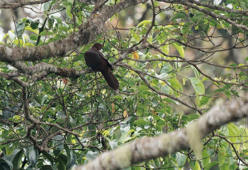 Bar-tailed Cuckoo-Doveadult