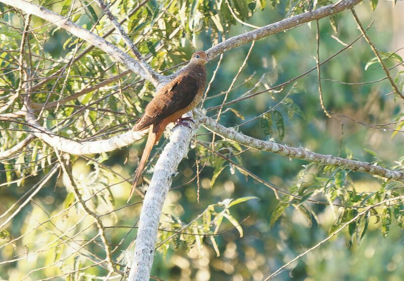 Brown Cuckoo-Doveadult