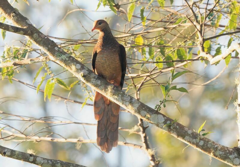 Brown Cuckoo-Doveadult