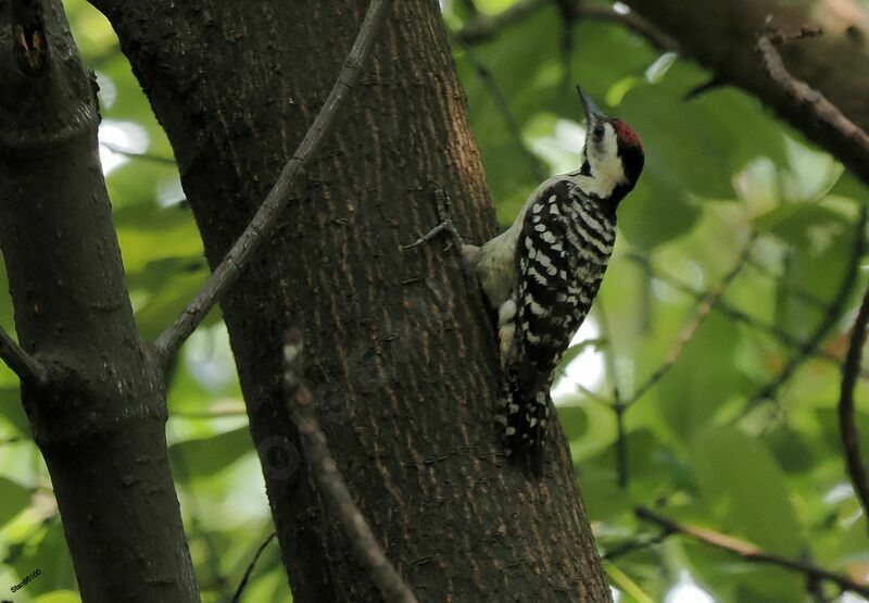 Freckle-breasted Woodpecker male adult