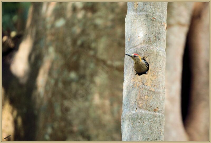 Hoffmann's Woodpecker male adult, Reproduction-nesting