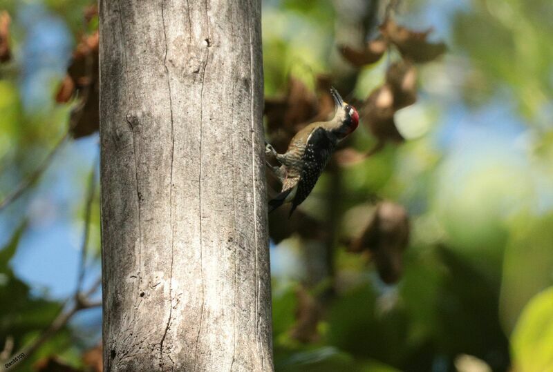 Black-cheeked Woodpeckeradult breeding, Reproduction-nesting