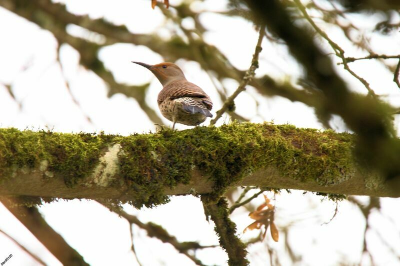 Northern Flicker female adult breeding