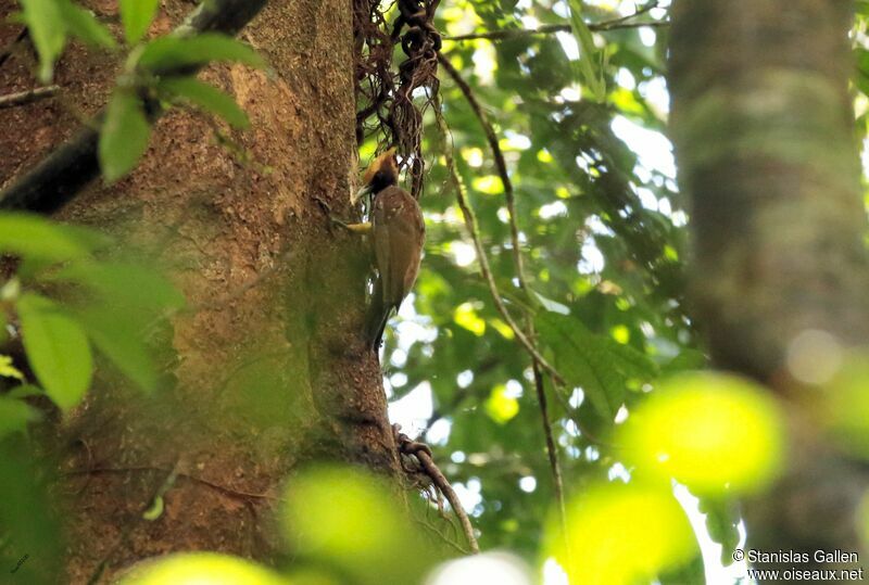 Chestnut Woodpeckeradult, eats