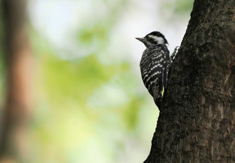 Sunda Pygmy Woodpecker female adult