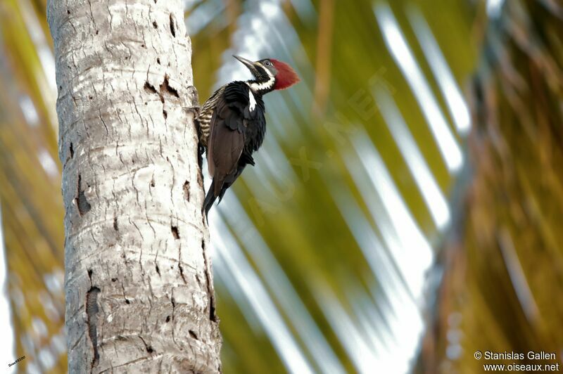 Lineated Woodpeckeradult