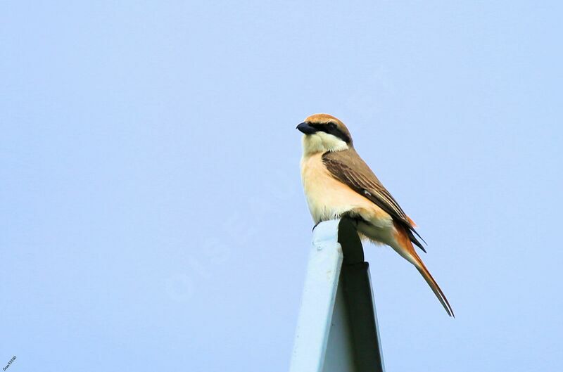 Red-tailed Shrikeadult breeding