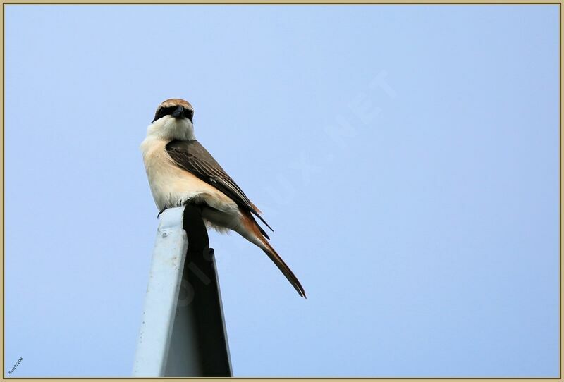 Red-tailed Shrikeadult breeding