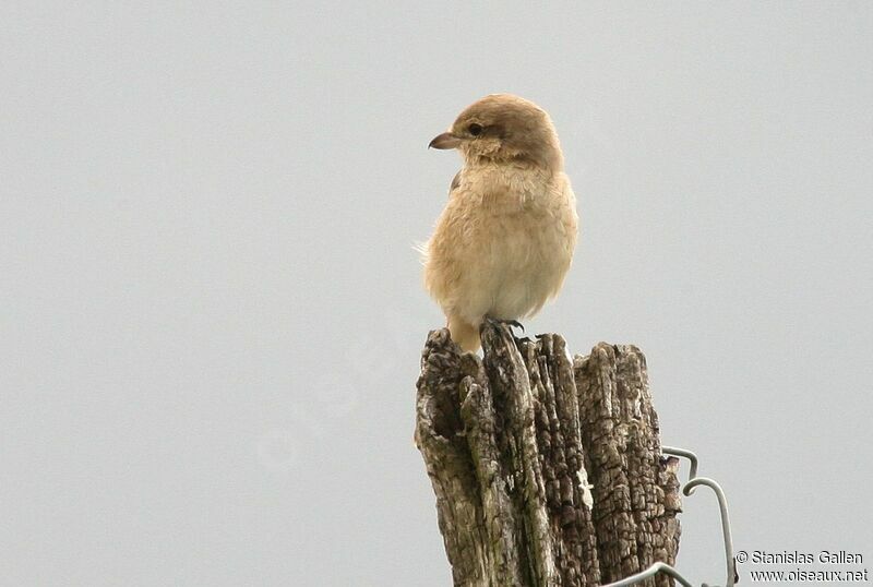 Isabelline Shrike female adult, moulting