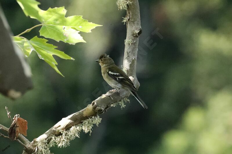 Madeira Chaffinch female adult