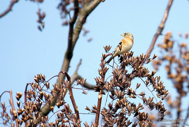 Brambling male adult transition