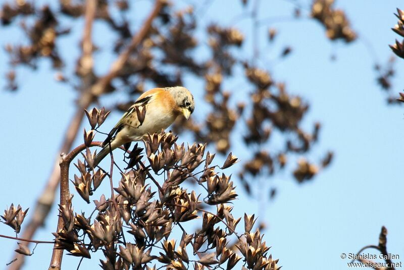 Brambling male adult transition