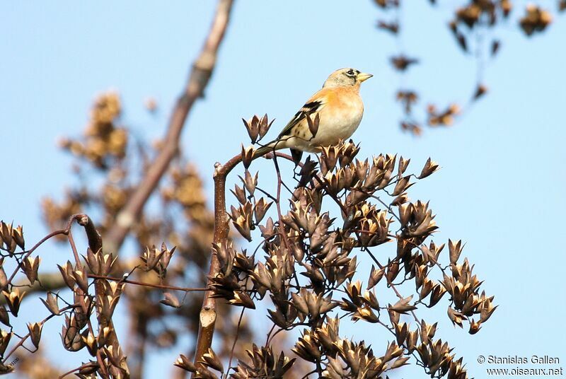 Brambling male adult transition