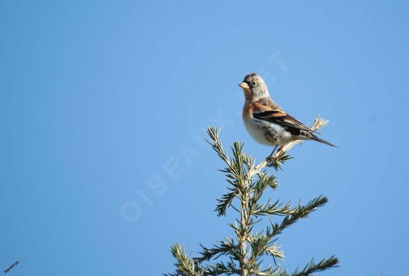 Brambling male adult transition