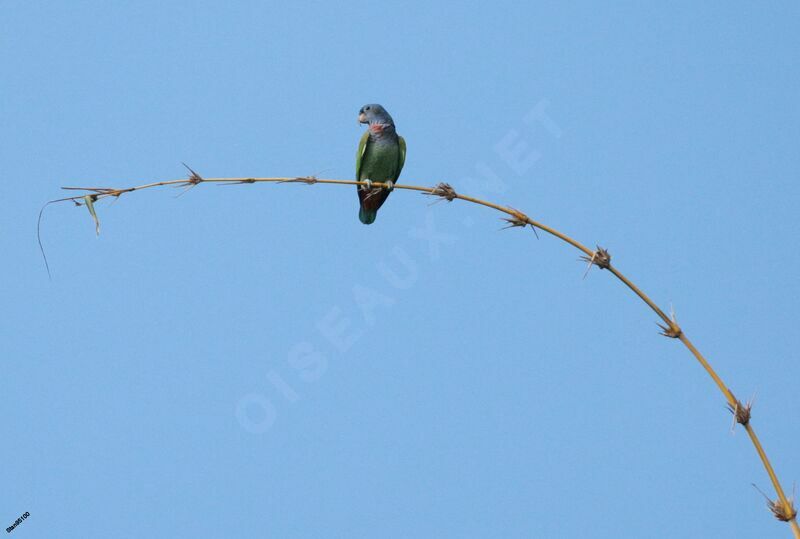 Blue-headed Parrotadult breeding