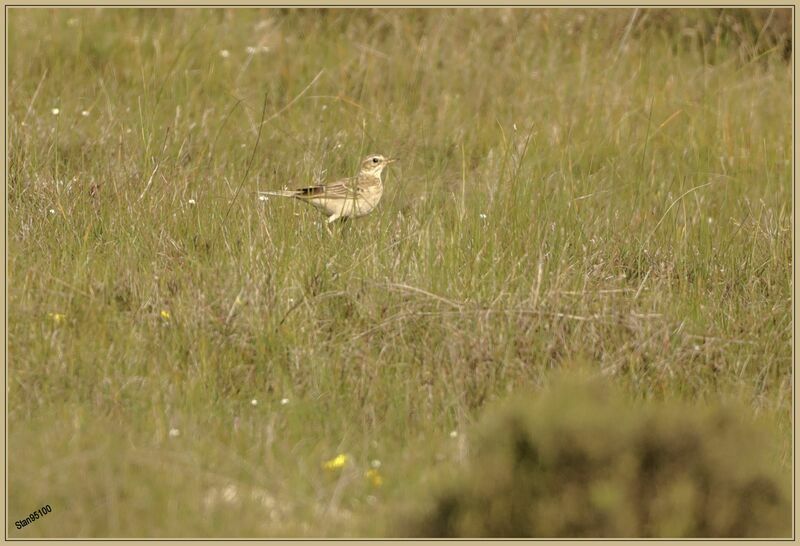 African Pipitadult, walking