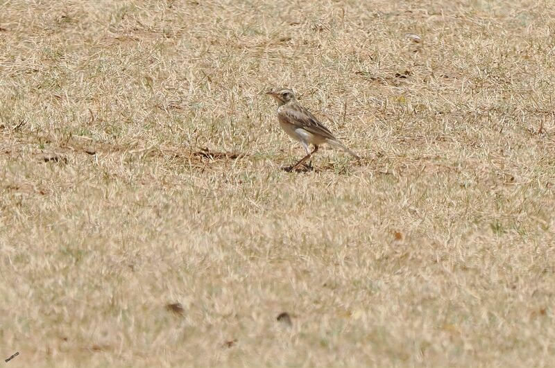 Pipit de Godlewskiadulte transition, marche